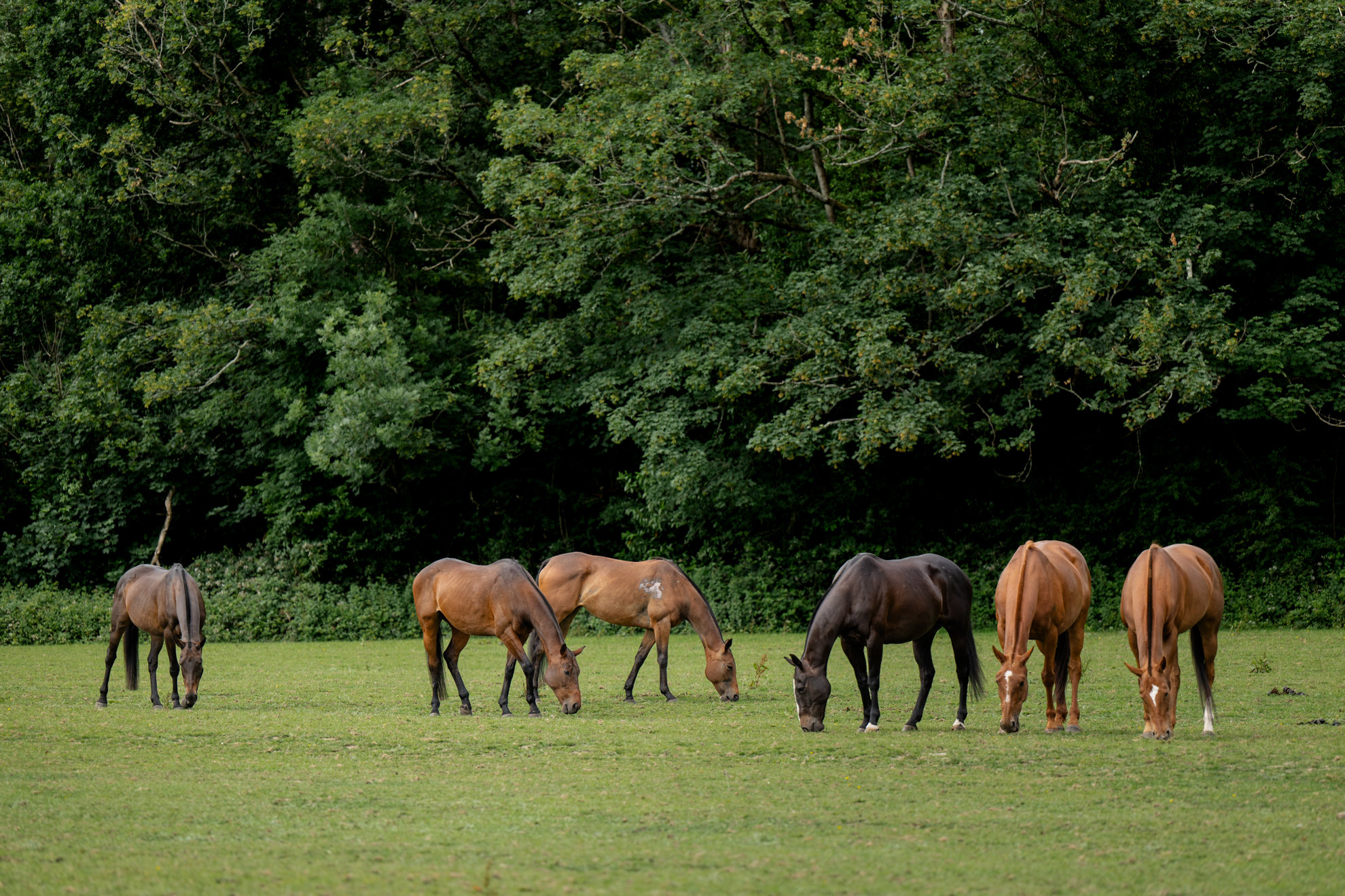 SERENA AND POLO PONIES BTS-113